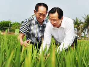 Le ministre de l'Agriculture Han Changfu (à droite) et l'agronome Yuan Longping, connu comme le "père du riz hybride", ont inspecté mardi une culture à Sanya, la province du Hainan. (Quotidien du peuple)