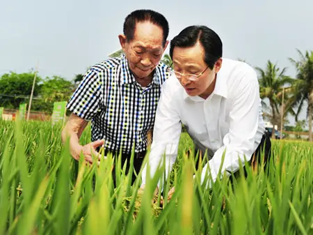 18 tonnes par hectare consacré au riz super hybride