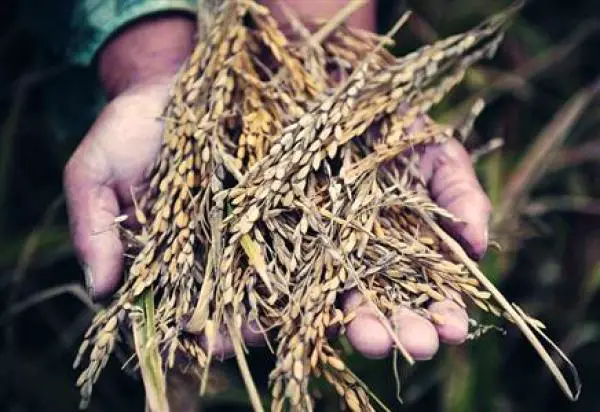 La culture du riz hybride : atouts et défauts du sans OGM