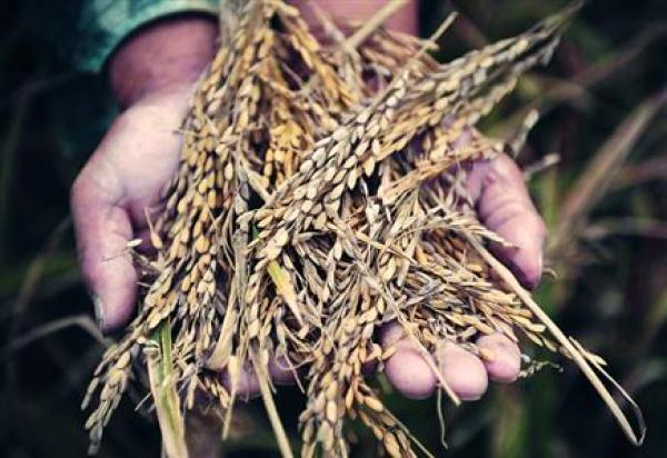 La hi-tech agricole au service du riz hybride