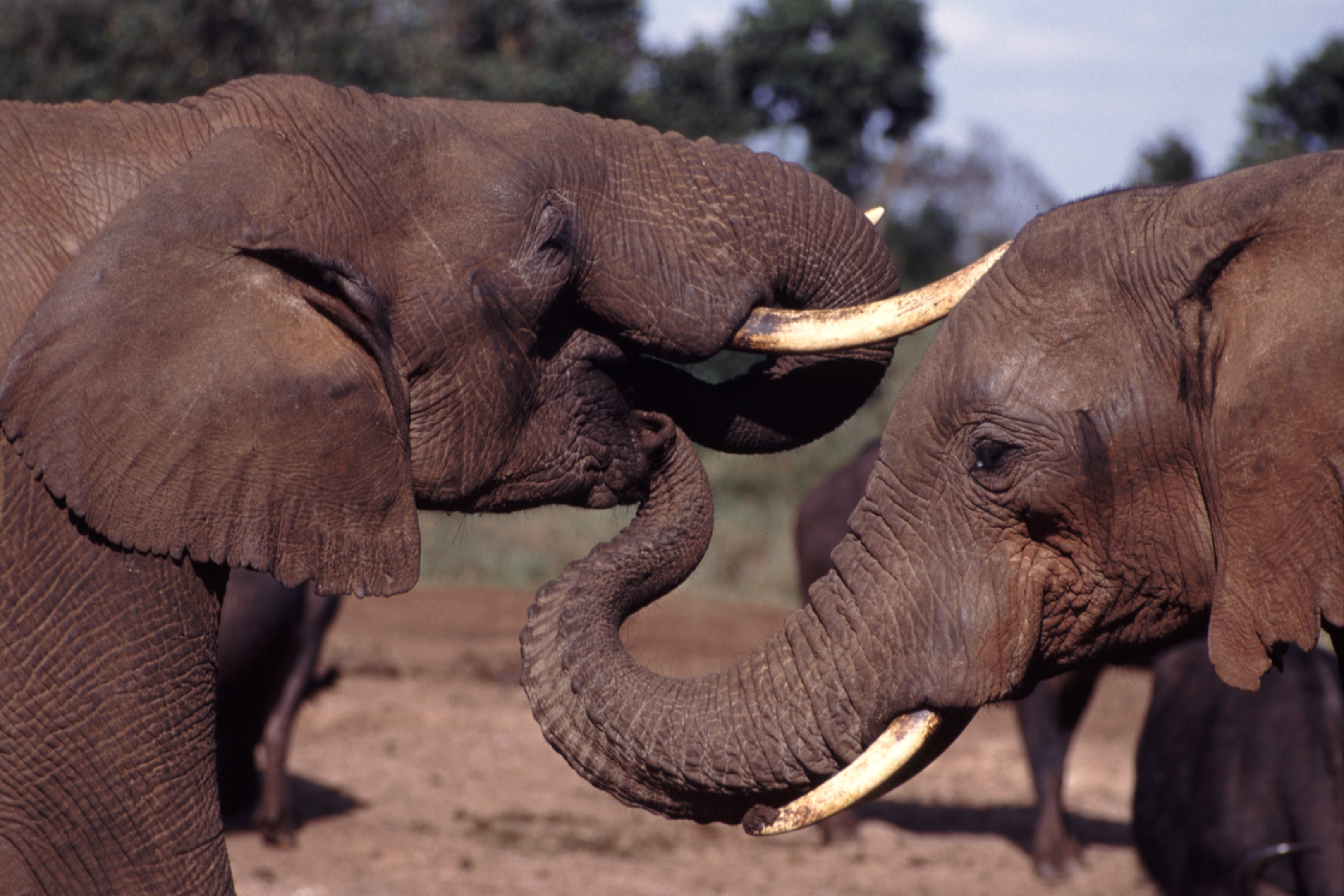 Petite victoire : chute des prix de l’ivoire