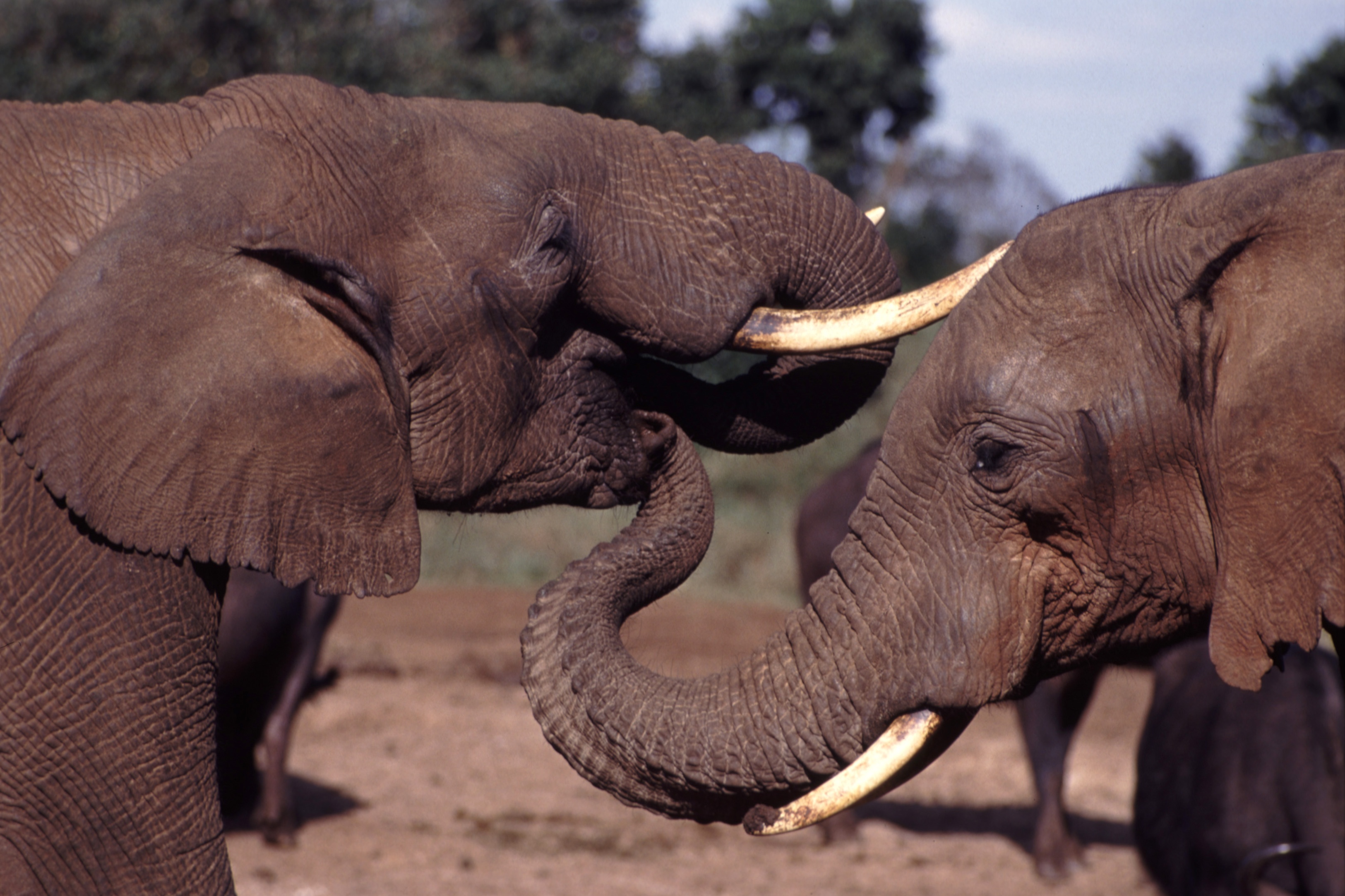 Naissances observées dans le groupe des « éléphants errants »