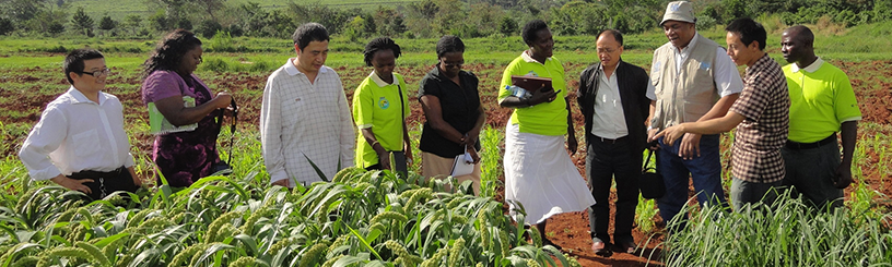 Sécurité alimentaire : partage d’expériences entre la Chine et l’Afrique