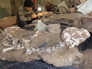 dinosaure-decouvert-tongtianlong-limosus-11-1