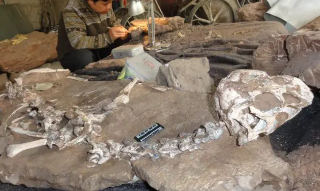 Nouvelles découvertes d’oeufs de dinosaures au Guangdong