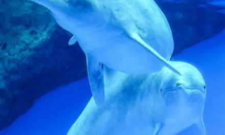 Les dauphins roses de Hong Kong sont revenus