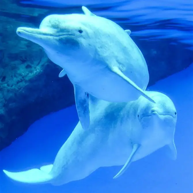 Les dauphins roses de Hong Kong sont revenus