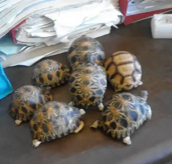 Trafic illicite de tortues : Découvertes de 7 spécimens sur un chinois