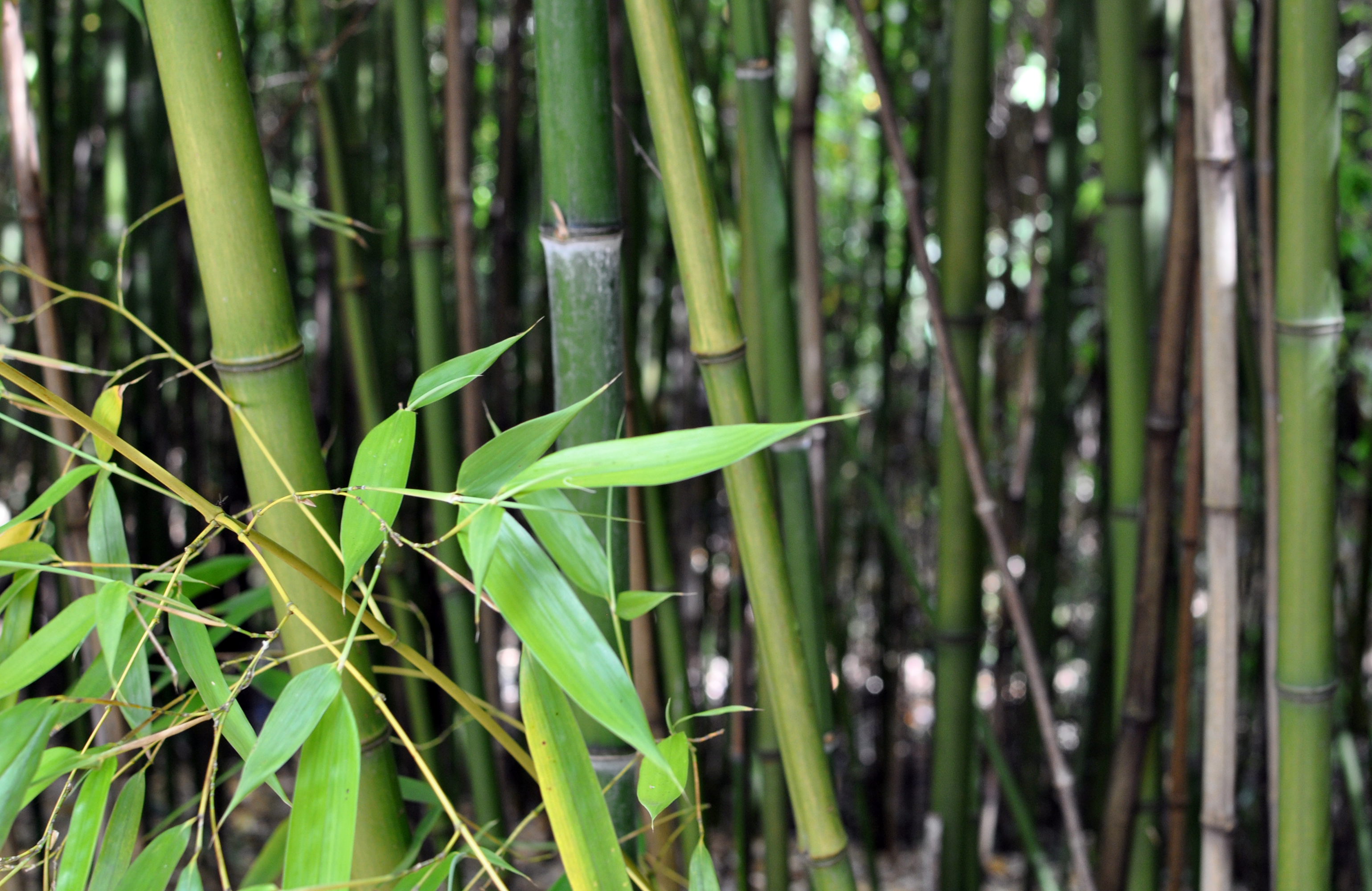 Le bambou, une plante essentielle dans la vie quotidienne