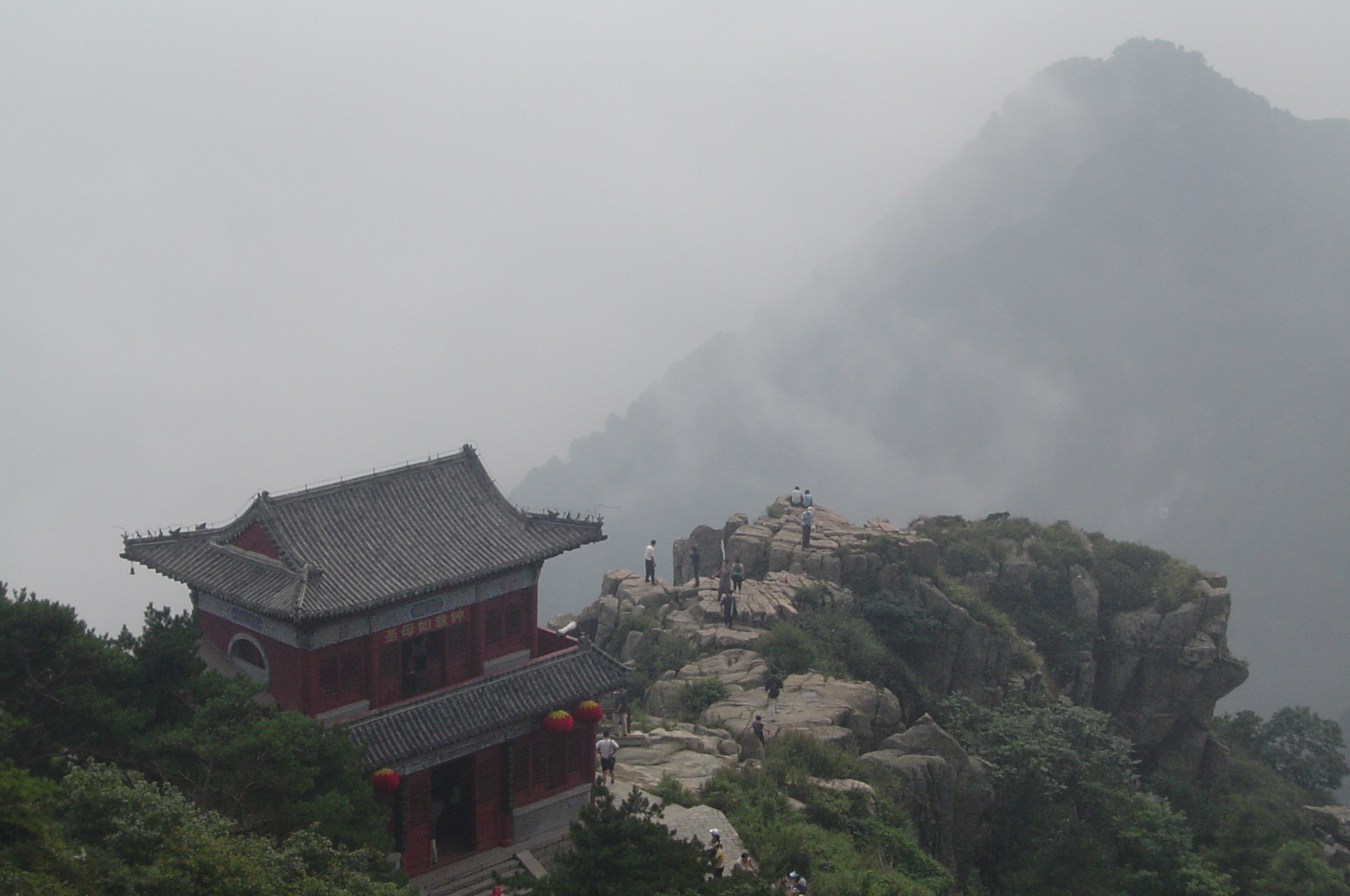 Les autorités du Shandong encouragent le public à « adopter » des arbres anciens