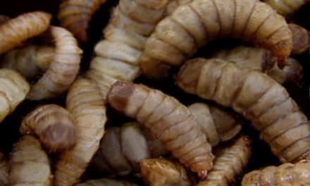 Des « asticots gloutons » contre les déchets alimentaires