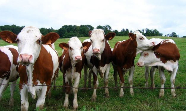 La Normandie produit uniquement du lait pour la Chine