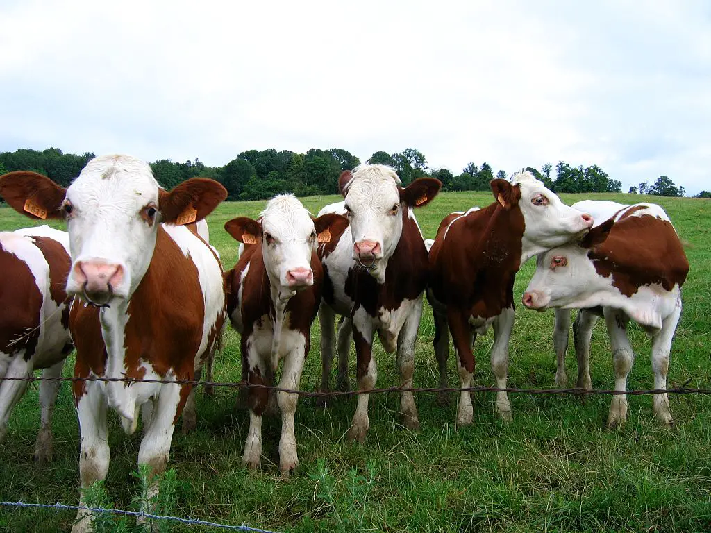 La grande industrie bovine favorise la revitalisation rurale dans le comté de Xincheng