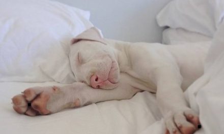 La politique du chien unique se répand dans le pays