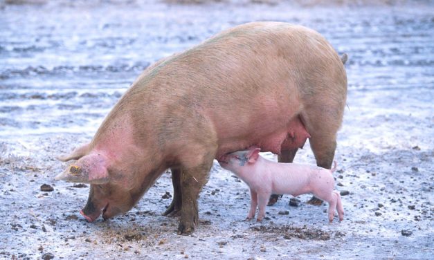 La Chine veut suspendre les importations de porc du Canada