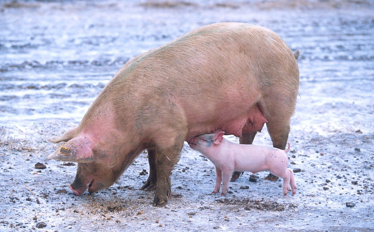 La Chine veut suspendre les importations de porc du Canada