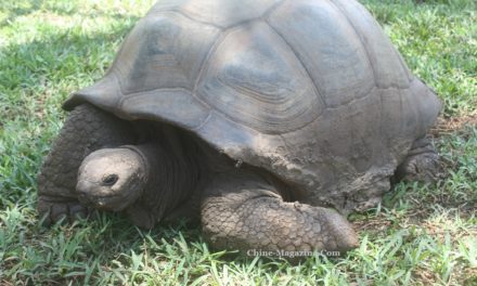 La tortue, outil ancestral de la calligraphie chinoise