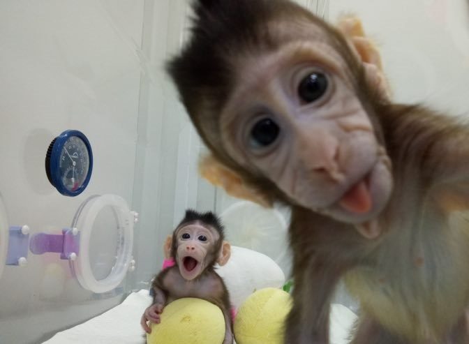 Clonage : un singe cloné avec des cellules non reproductrices