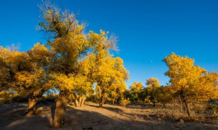 60.000 soldats plantent des arbres