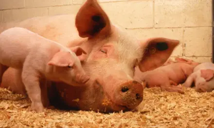 Peste porcine : Hong Kong va abattre 6.000 porcs