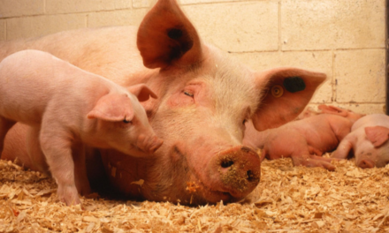 Crainte d’une transmission de la grippe porcine à l’homme
