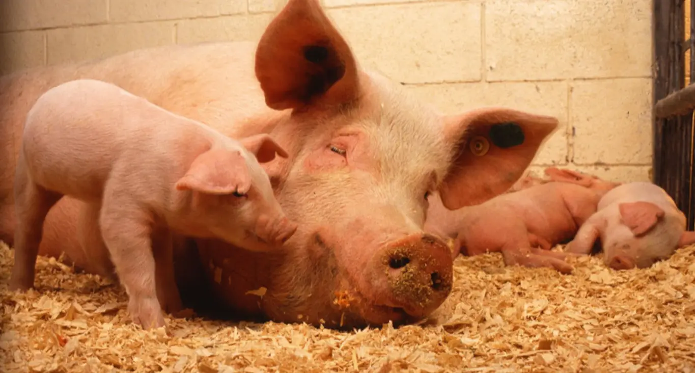 La Chine importe massivement des porcs pour faire face à la demande