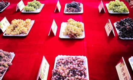 27ème édition de la fête des raisins de la Route de la soie