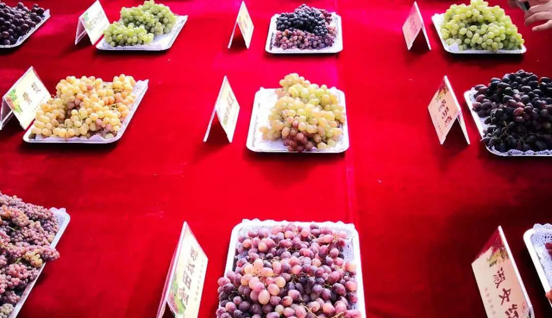 27ème édition de la fête des raisins de la Route de la soie