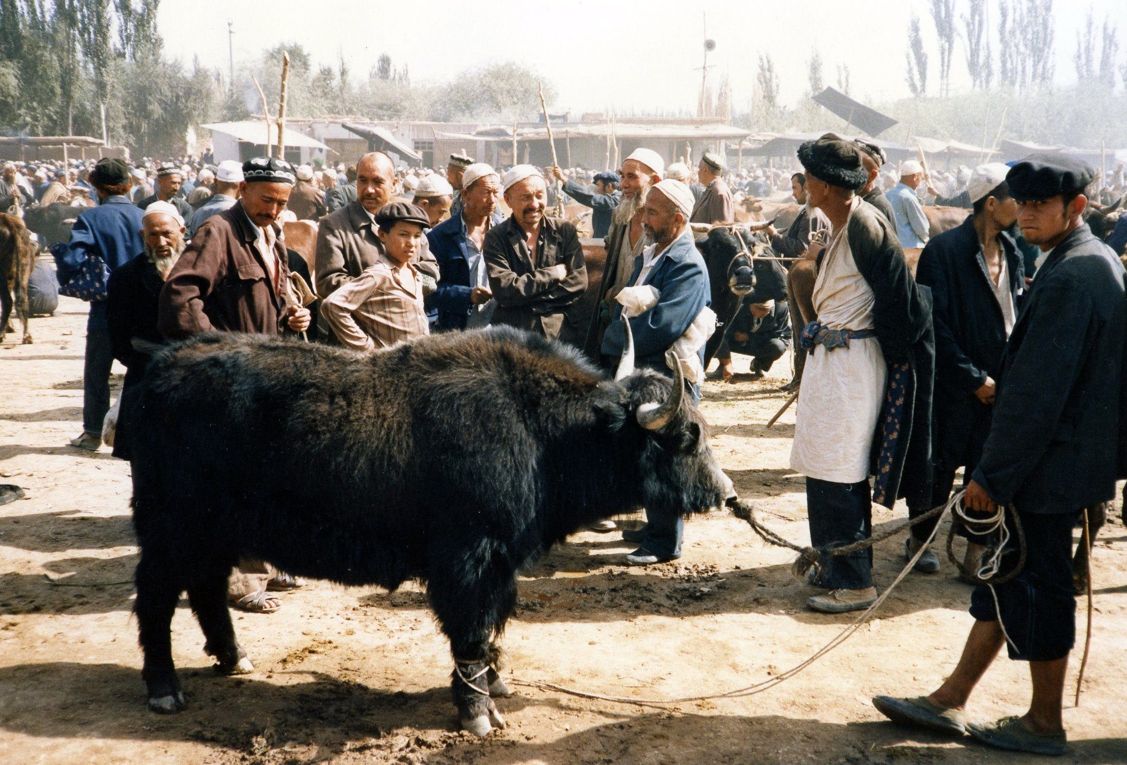 L’industrie du yak, nouvel voie de développement