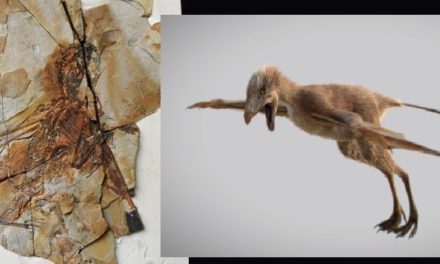 Découverte d’un dinosaure à ailes de chauve-souris