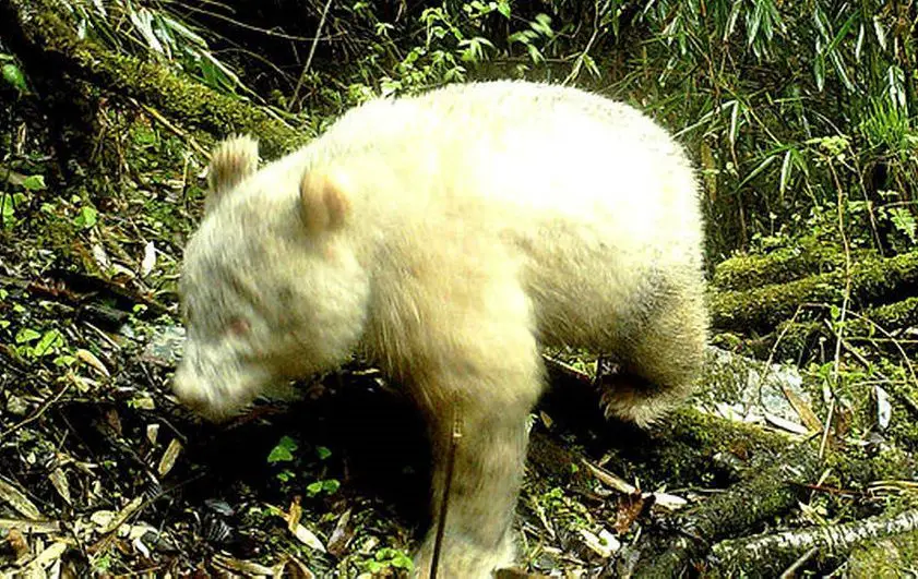 Découverte d’un panda albinos au Sichuan