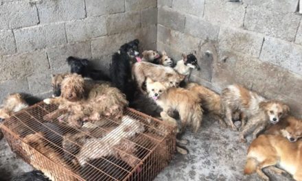 Risque sanitaire au festival de viande de chien de Yulin