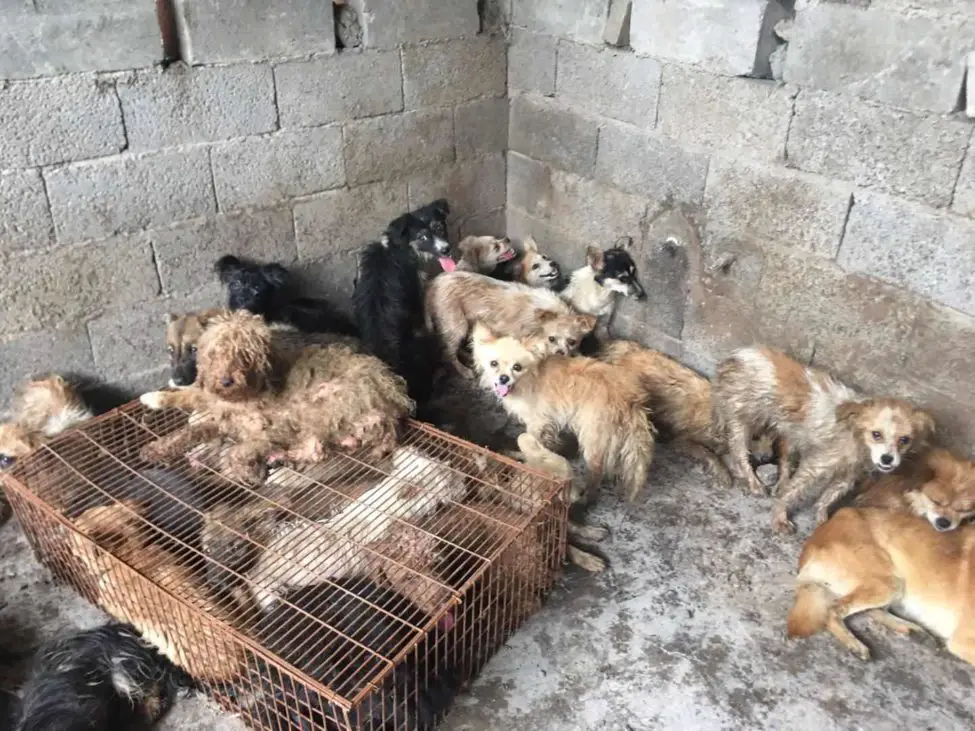 62 chiens sauvés du Festival de Yulin