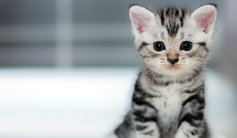 Un chat cloné pour la première fois en Chine