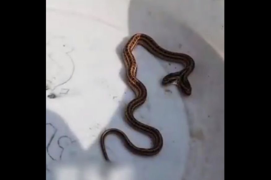 Un serpent à deux têtes découvert en Chine