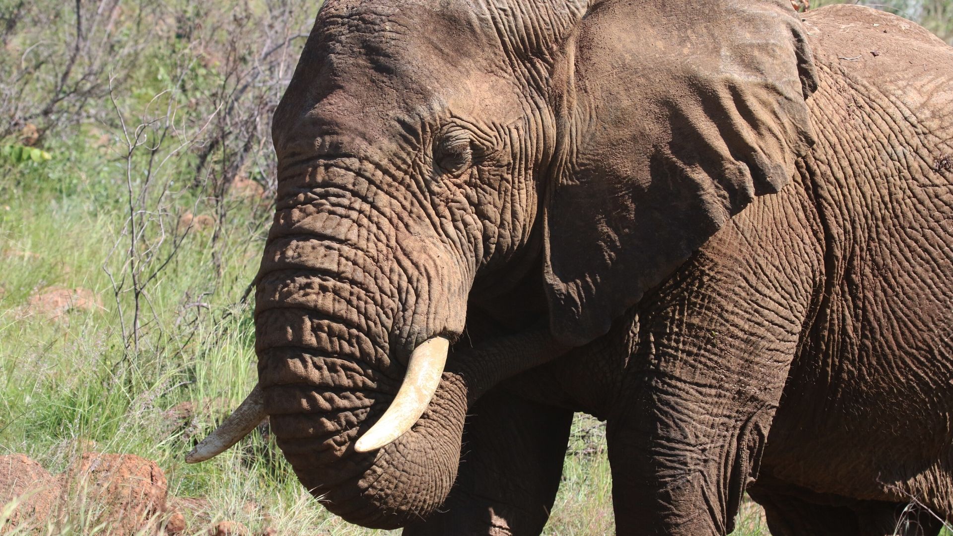 L’ivoire, un or désormais interdit