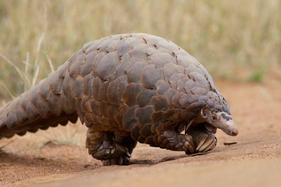 Le pangolin, hôte intermédiaire du nouveau coronavirus ?