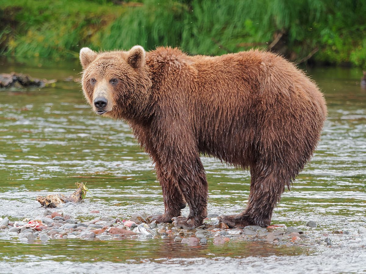 La bile d’ours préconisé contre le coronavirus