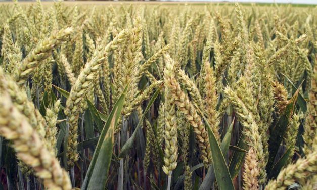 La Chine a manqué de céréales