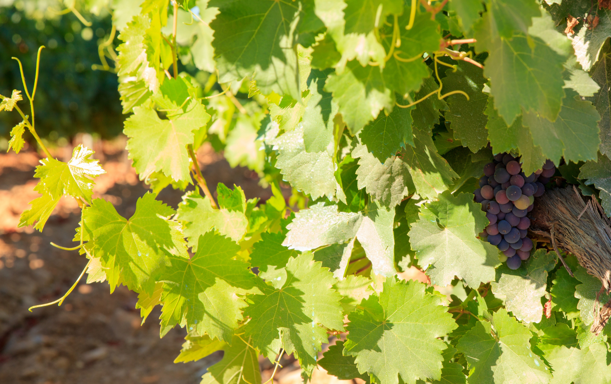 Une nouvelle gestion intelligente des vignobles et des caves