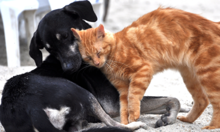 L’e-commerce et le bien-être des animaux de compagnie remodèlent le marché