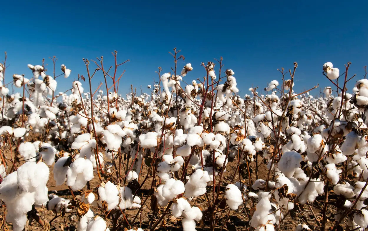 Washington bloque à nouveau des importations de coton du Xinjiang
