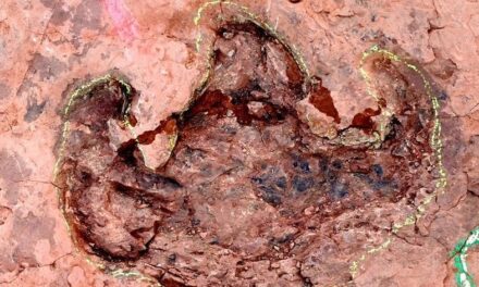Découverte de plusieurs centaines d’empreintes de dinosaures au Fujian