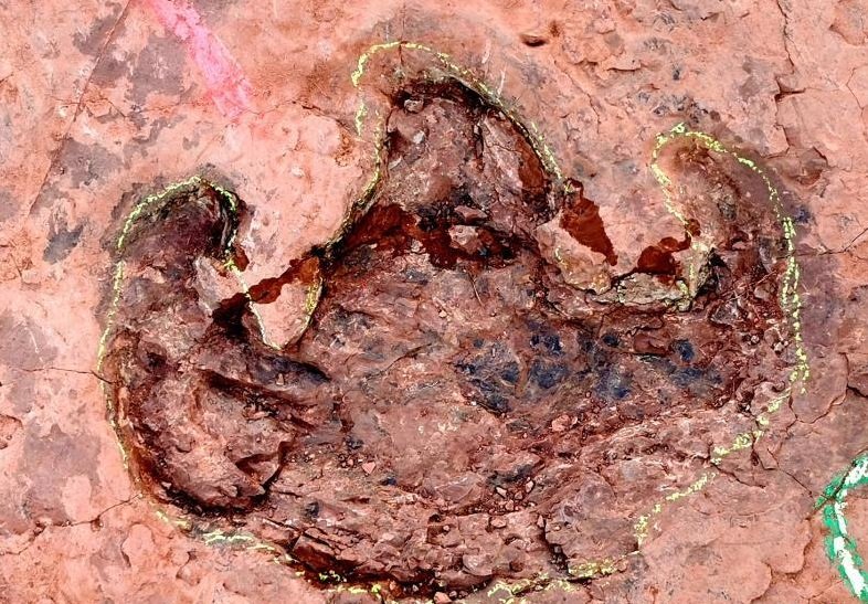 Découverte de plusieurs centaines d’empreintes de dinosaures au Fujian