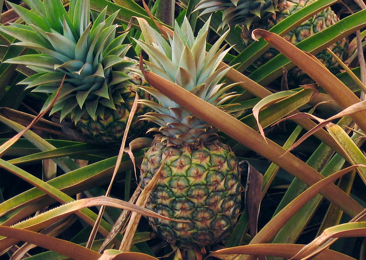 La Chine interdit l’importation de l’ananas de Taïwan