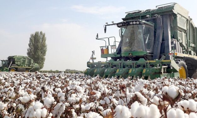 « Il n’y a pas eu et il n’y a pas de travail forcé dans la production de coton au Xinjiang »