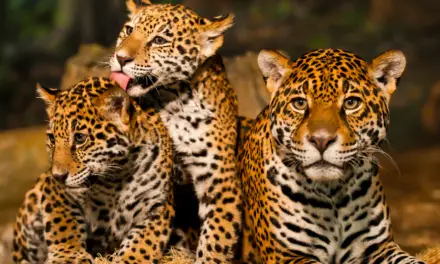 Un des trois jeunes léopards échappés toujours recherché