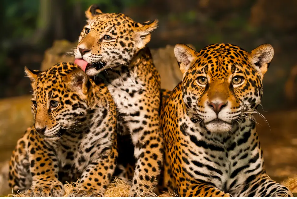 Un des trois jeunes léopards échappés toujours recherché