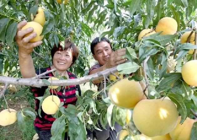 « Les producteurs de pêches de Mengyin, dans l’est de la Chine, ont une vie pêchue »