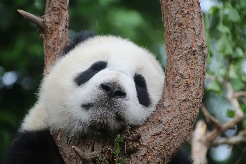 Washington dit adieu à ses pandas qui retournent en Chine